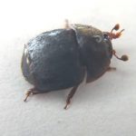 Small Hive Beetle - Adult Stage