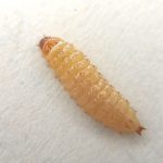 Small Hive Beetle - Larvae Stage
