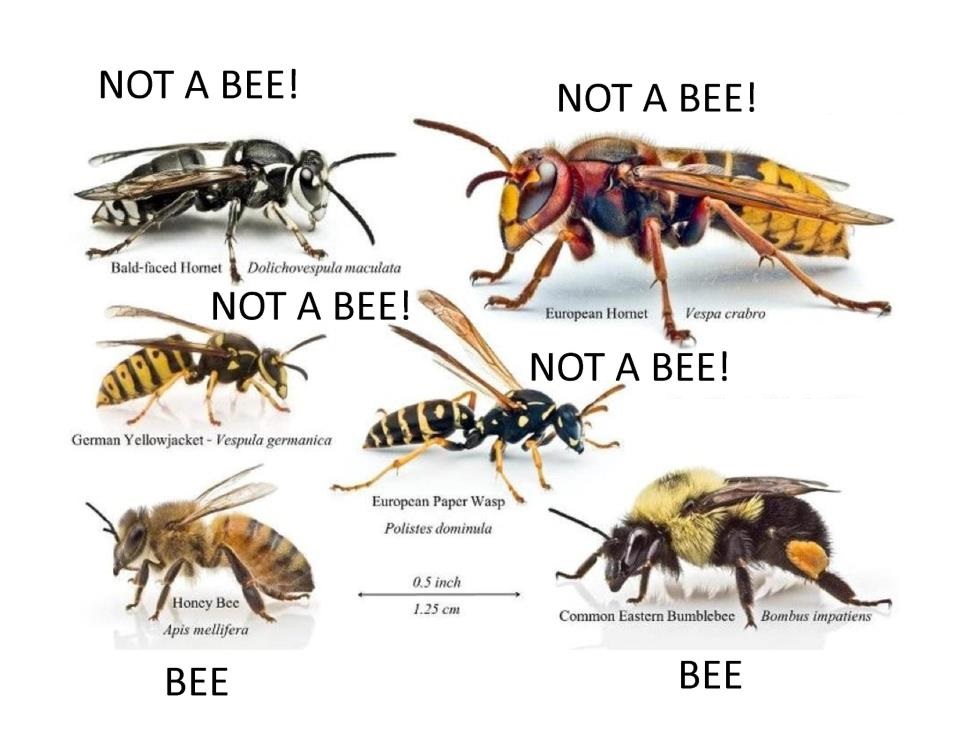 Not a Bee