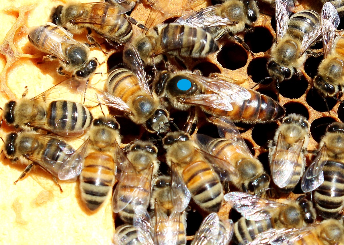 0_5_queen_bee_marked_blue