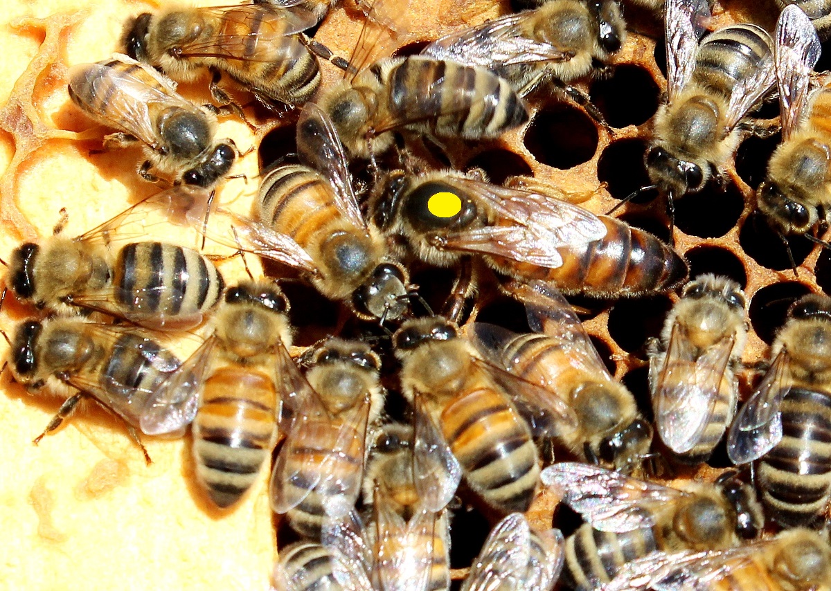 2_7_queen_bee_marked_yellow