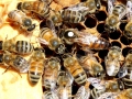 1_6_queen_bee_marked_white