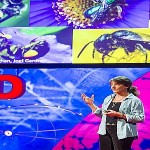 Why Bees Are Disappearing by Marla Spivak at TEDGlobal 2013.