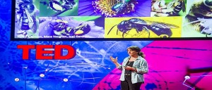 Why Bees Are Disappearing by Marla Spivak at TEDGlobal 2013.